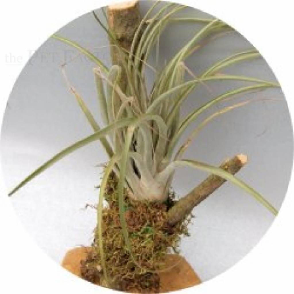 Tillandsia capitata PEACH